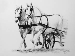 Pferdezeichnungen in Kohle / Horse paintings in charcoal (21 cm x 30 cm)