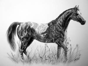 Pferdeportraits in Kohle / Horse portraits in charcoal (30 cm x 40 cm)