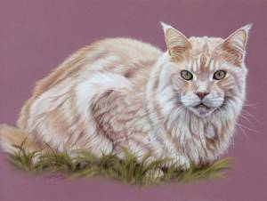 Katzenzeichnungen in Pastellkreide (30 cm x 40 cm)