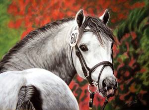 Pferdeportraits / Horse portraits - Welsh B RED RUNNER