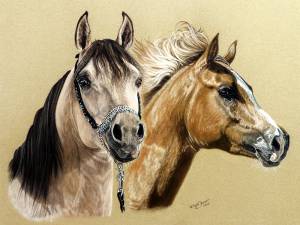 Pferdezeichnungen in Pastellkreide / Horse paintings in soft pastels (30 cm x 40 cm)