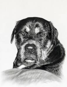 Hundezeichnungen in Kohle / Dog paintings in charcoal (21 cm x 30 cm)