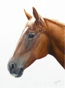 Pferdezeichnungen in Pastellkreide / Horse paintings in soft pastels (30 cm x 40 cm)