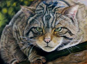 Wildtiere in Pastellkreide / Wildlife in soft pastels (30 cm x 40 cm)