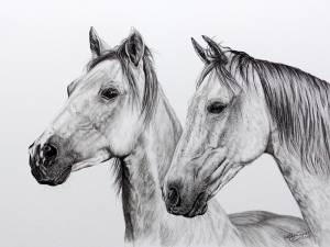 Pferdezeichnungen in Kohle / Horse paintings in charcoal (30 cm x 40 cm)