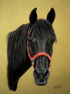 Pferdezeichnungen / Horse paintings - Shagya Araber / Shagya Arabian horse SHAHIN
