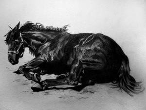 Pferdeportraits / Horse portraits - Shagya Araber / Shagya Arabian horse SHAHIN