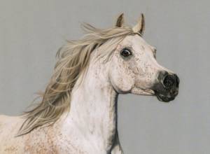 Pferdezeichnungen in Pastellkreide / Horse paintings in soft pastels (30 cm x 40 cm)