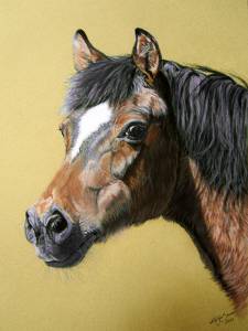 Pferdeportraits in Pastellkreide / Horse portraits in soft pastels (30 cm x 40 cm)