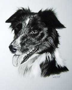Hundezeichnungen in Kohle / Dog paintings in charcoal (30 cm x 40 cm)