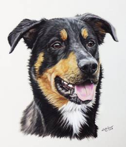 Hundezeichnungen in Pastellkreide / Dog paintings in soft pastels (24 cm x 32 cm)