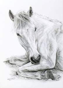 Pferdezeichnungen in Kohle / Horse paintings in charcoal (21 cm x 30 cm)