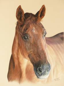 Pferdezeichnungen in Pastellkreide / Horse paintings in soft pastels (30 cm x 40 cm)