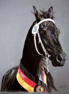 Pferdeportraits / Horse portraits - Friese / Frisian horse WIJKJE VAN DE DEMOOR
