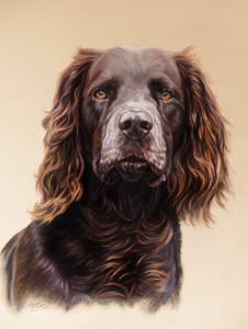 Hundezeichnungen in Pastellkreide / Dog paintings in soft pastels (40 cm x 50 cm)