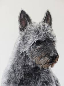 Hundezeichnungen in Pastellkreide / Dog paintings in soft pastels (24 cm x 32 cm)