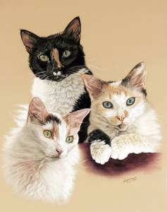 Katzenzeichnungen in Pastellkreide / Cat portraits in soft pastels (40 cm x 50 cm)
