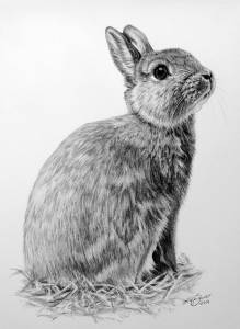 Hasenzeichnungen in Kohle / Rabbit paintings in charcoal (21 cm x 30 cm)