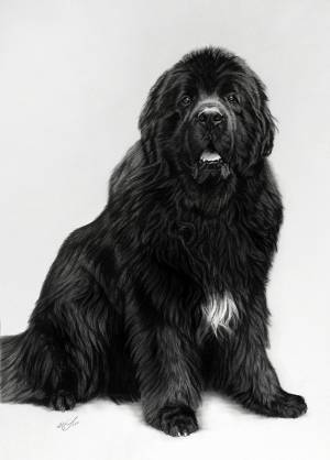 Hundezeichnungen in Kohle / Dog paintings in charcoal (50 cm x 70 cm)