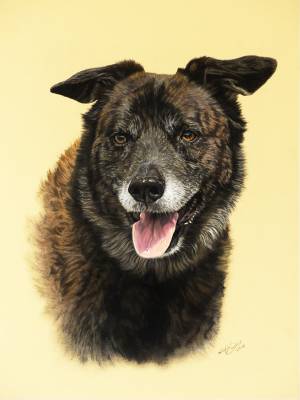 Hundeportraits in Pastellkreide / Dog paintings in soft pastels (30 cm x 40 cm)