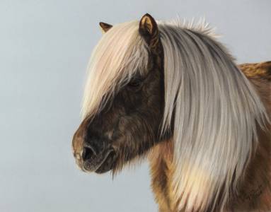 Pferdezeichnungen in Pastellkreide / Horse paintings in soft pastels (24 cm x 32 cm)