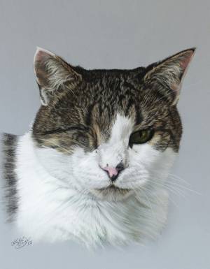 Katzenportraits in Pastellkreide / Cat portraits in soft pastels (24 cm x 32 cm)