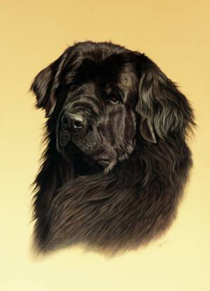 Hundeportraits in Pastellkreide / Dog paintings in soft pastels (50 cm x 70 cm)