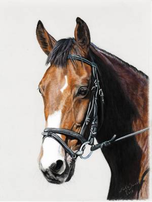 Pferdeportraits in Pastellkreide / Horse paintings in soft pastels (18 cm x 24cm)
