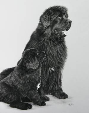 Hundezeichnungen in Kohle / Dog paintings in charcoal (40x50)