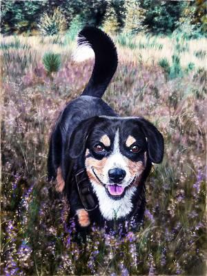 Hundezeichnungen in Pastellkreide / Dog drawings in soft pastels (24 cm x 32 cm)