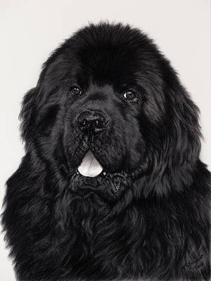 Hundeportraits in Pastellkreide / Dog paintings in soft pastels (40 cm x 50 cm)