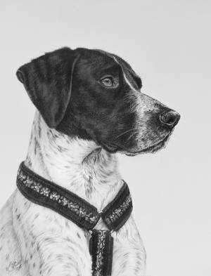 Hundezeichnungen in Kohle / Dog paintings in charcoal (30x40)