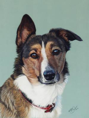 Hundezeichnungen in Pastellkreide / Dog drawings in soft pastels (24 cm x 32 cm)