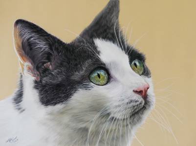 Katzenportraits in Pastellkreide / Cat portraits in soft pastels (30x40)