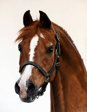 Pferdeportraits in Pastellkreide / Horse paintings in soft pastels (40 cm x 50 cm)
