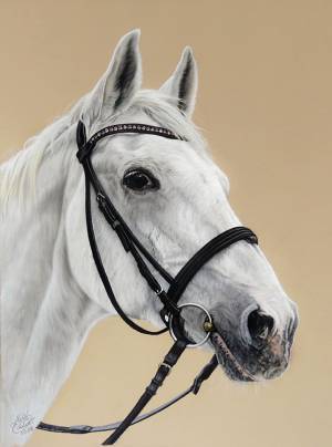 Pferdeportraits in Pastellkreide / Horse paintings in soft pastels (30x40)