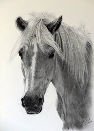 Pferdezeichnungen in Kohle / Horse paintings in charcoal (21 cm x 30 cm)