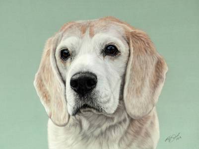 Hundeportraits in Pastellkreide / Dog drawings in soft pastels (24 cm x 32 cm)