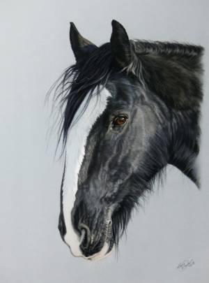 Pferdeportraits in Pastellkreide / Horse paintings in soft pastels (30 cm x 40 cm)