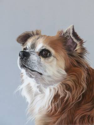 Hundezeichnungen in Pastellkreide / Dog paintings in soft pastels (30 cm x 40 cm)