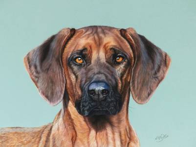 Hundeportraits in Pastellkreide / Dog paintings in soft pastels (30 cm x 40 cm)
