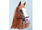Horse paintings and horse portraits by Katja Sauer