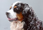 Dog paintings and dog portraits by Katja Sauer