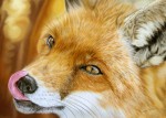 Wildlife Zeichnungen und Wildlife Portraits von Katja Sauer