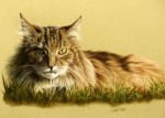 Cat paintings and cat portraits by Katja Sauer