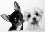 Hundeportraits und Hundezeichnungen von Katja Sauer