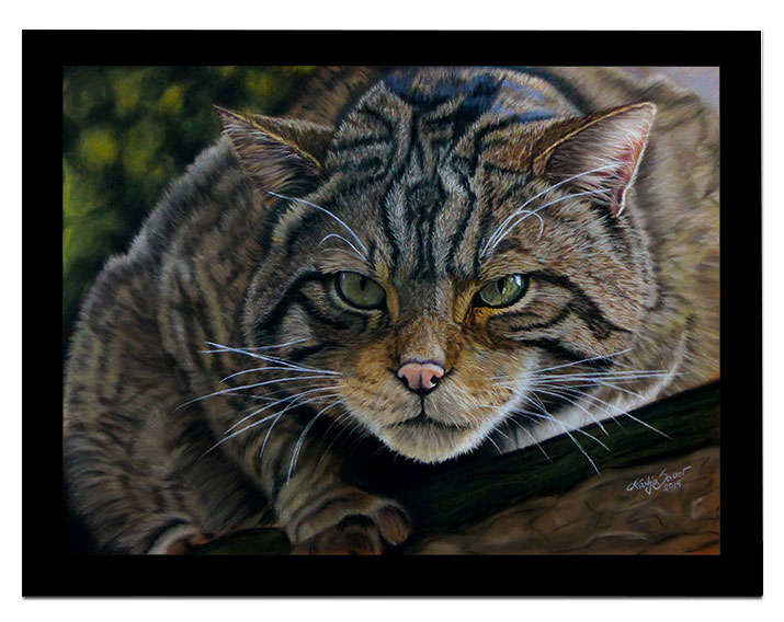 Schottische Wildkatze in Pastellkreide von Katja Sauer