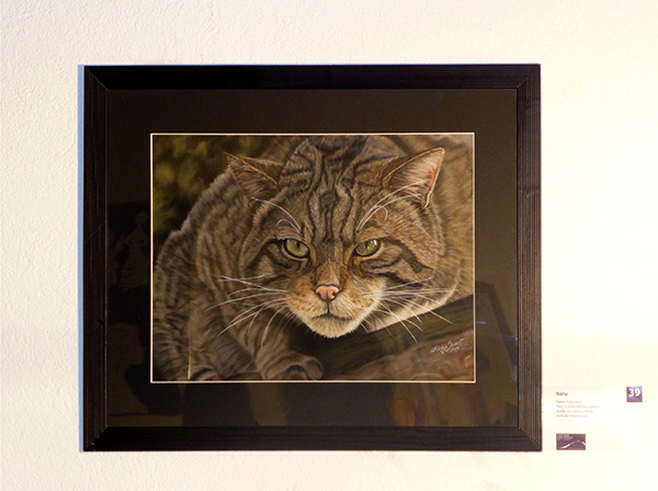 Ausstellung im Alten Dampfbad in Baden-Baden - Schottische Wildkatze "Garton" in Pastellkreide