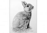 Rabbit - Animal portraits in charcoal by Katja Sauer