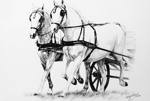 Horses and cart - horse drawings in charcoal by Katja Sauer